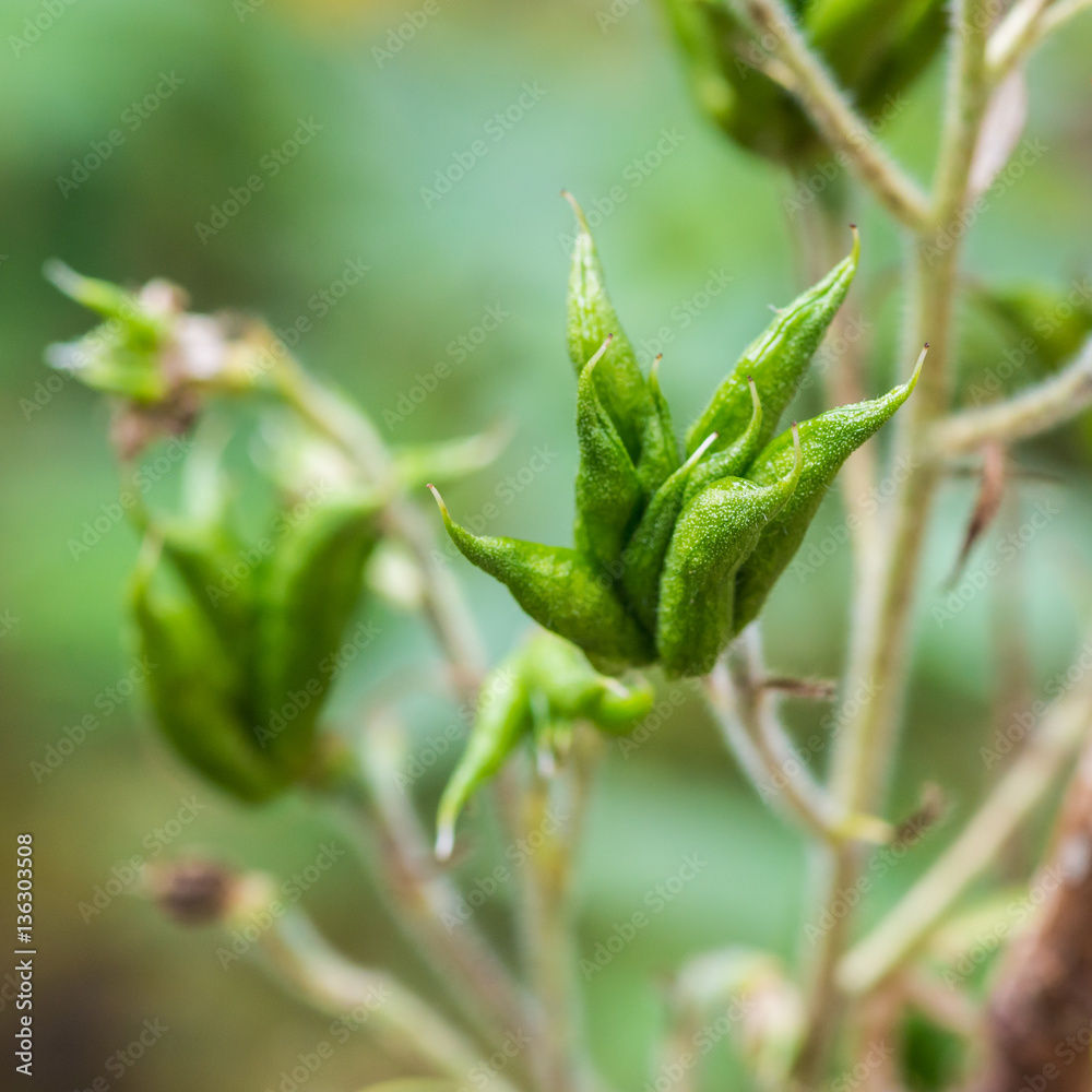 Delphinium Seed Pod