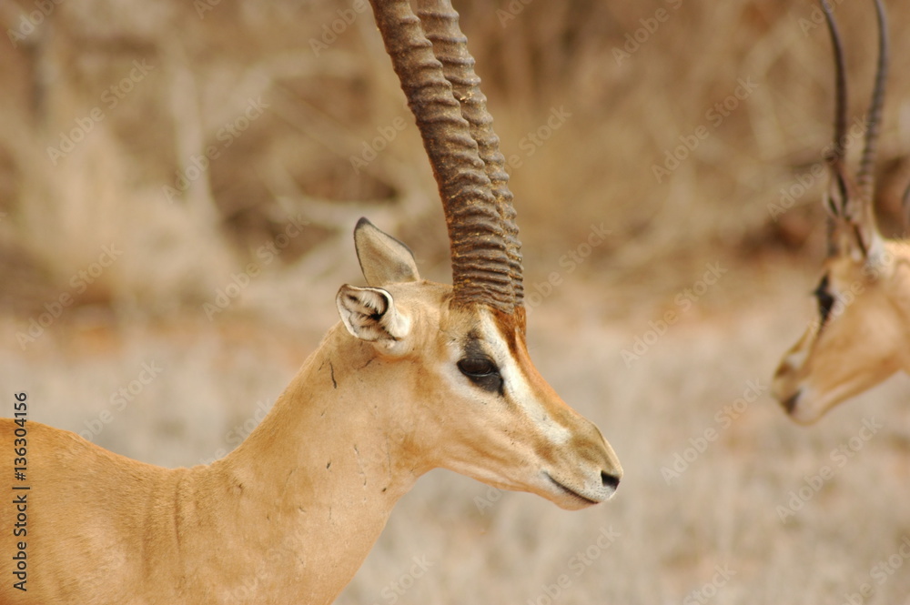 Naklejka premium african animals