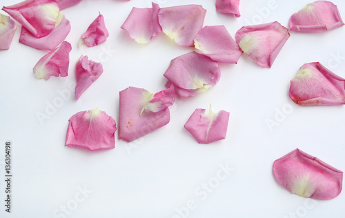 Petals of pink rose flower.