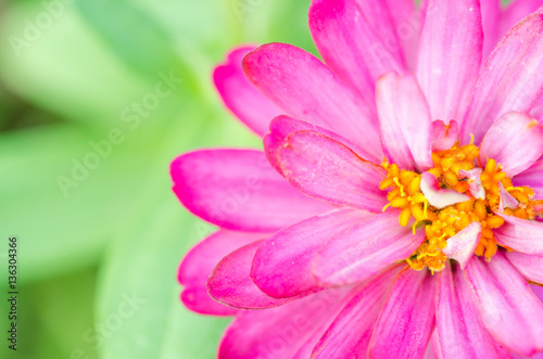 Zinnia violacea