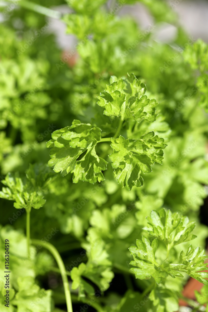 Frische Kräuter Petersilie (Petroselinum crispum) Frische Kräuter Petersilie (Petroselinum crispum)