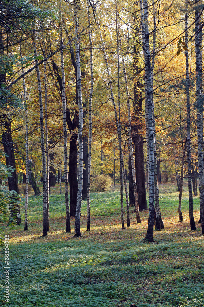 Fototapeta premium Autumn landscape