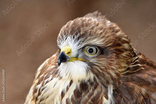 Portrait bird of prey Common buzzard (Buteo buteo)