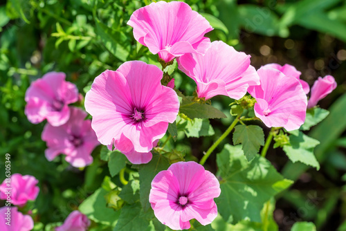 Pink mallow flowers in the home garden