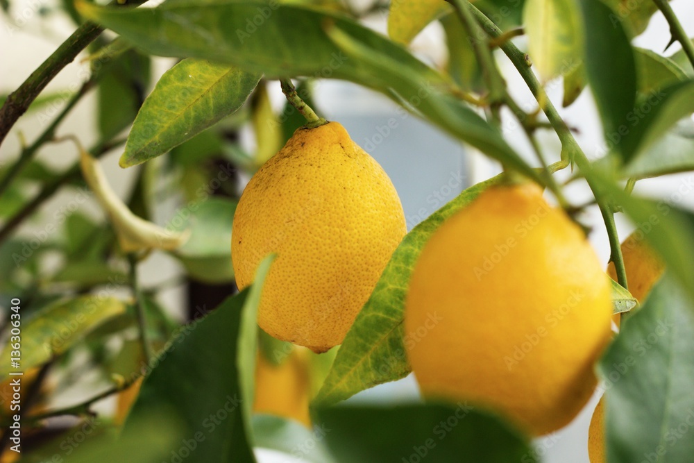 rip lemon rip lemon