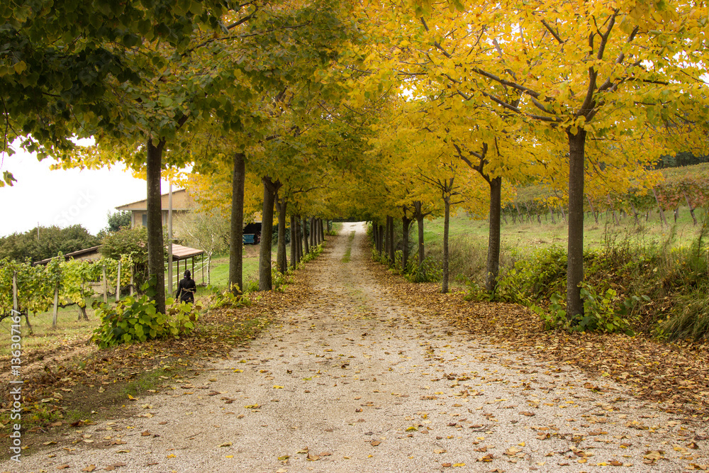 Naklejka premium Mamma