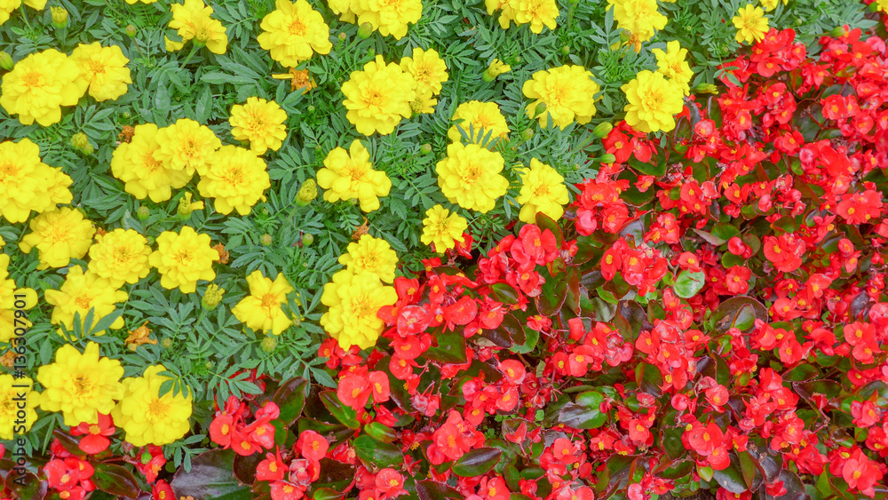 yellow and red flowers , nature background