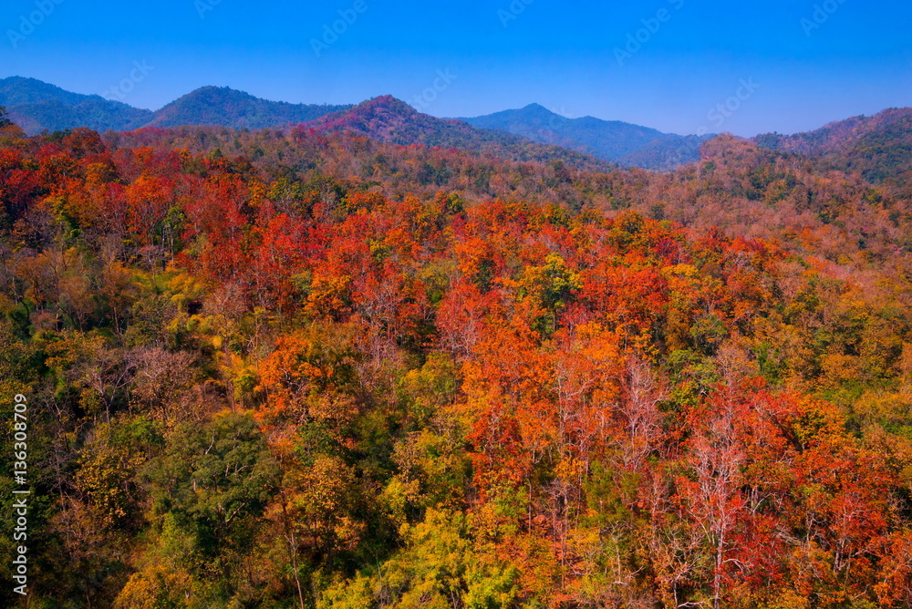 Aerial view of autumn forest