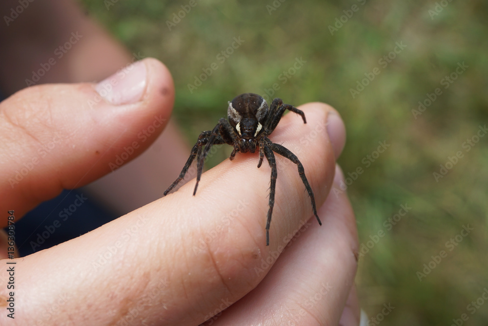 Fototapeta premium Spider