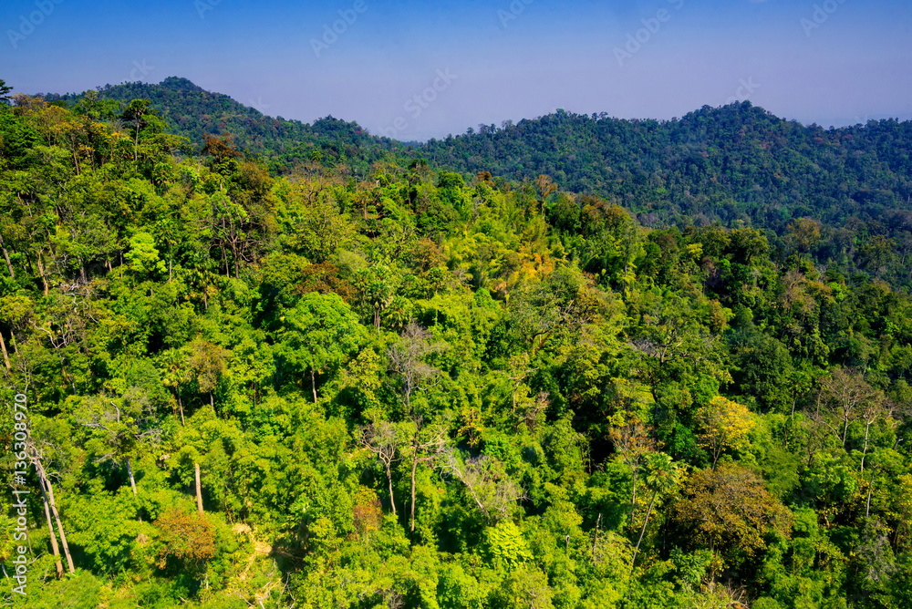 Aerial view of forest Aerial view of forest