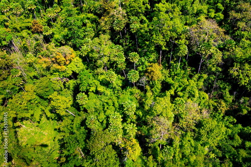 Aerial view of forest © khlongwangchao