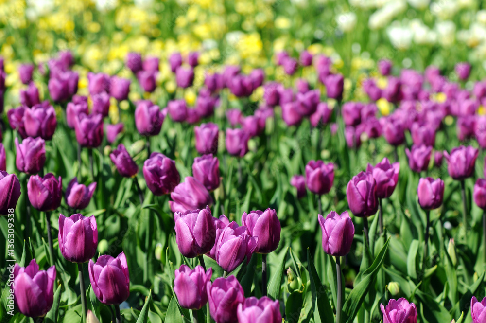 Tulips blossom in springtime. flowerbed in park Tulips blossom in springtime. flowerbed in park