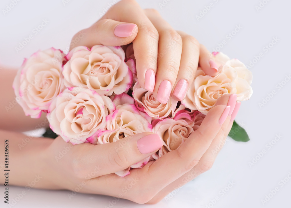 Hands of a woman with pink roses against white background Hands of a woman with pink roses against white background