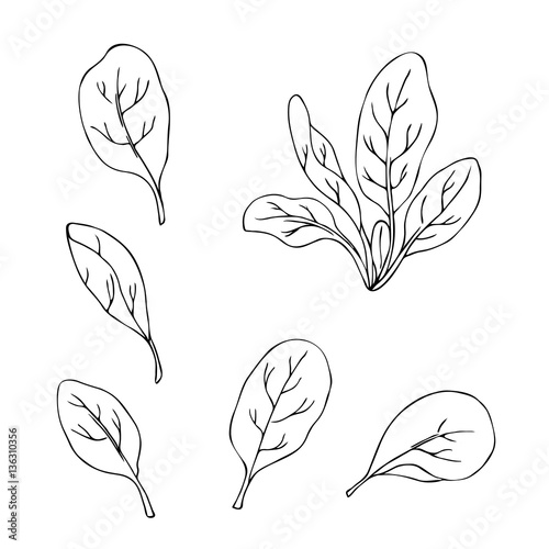 vector monochrome contour illustration of spinach fresh salad