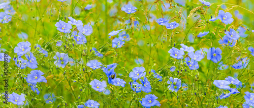 Fototapeta Naklejka Na Ścianę i Meble -  flax flowers. A field of blue flax blossoms. blue flax. blue fla
