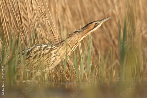 Bittern