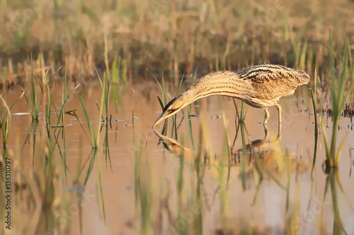 Bittern