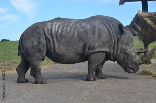Black Rhino © kenneth