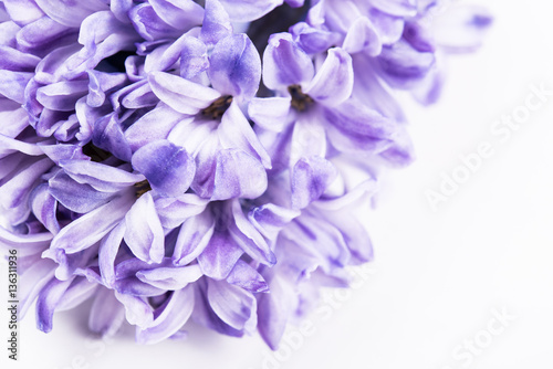 Purple hyacinth flowers