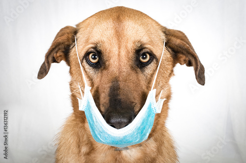 retrato perro