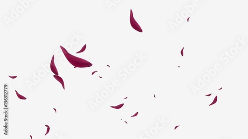 Falling red rose petals on white background photo