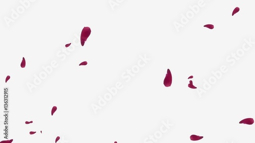 Soaring red rose petals on white background photo