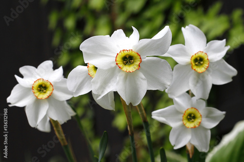 White daffodil blooming in spring