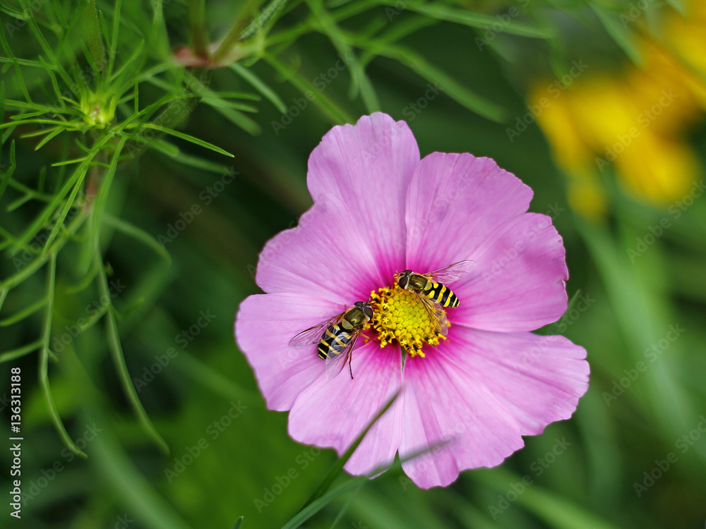 Obraz premium beautiful pink cosmos flower in the meadow