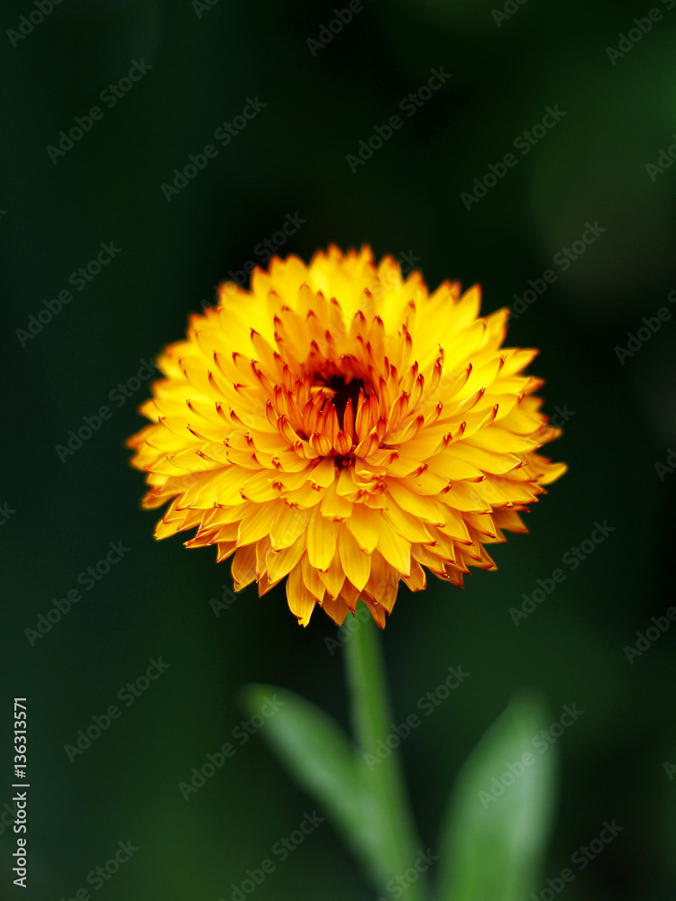 Obraz premium orange calendula flower in the garden
