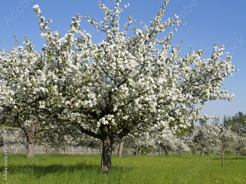 Blühende Apfelbäume im Frühling