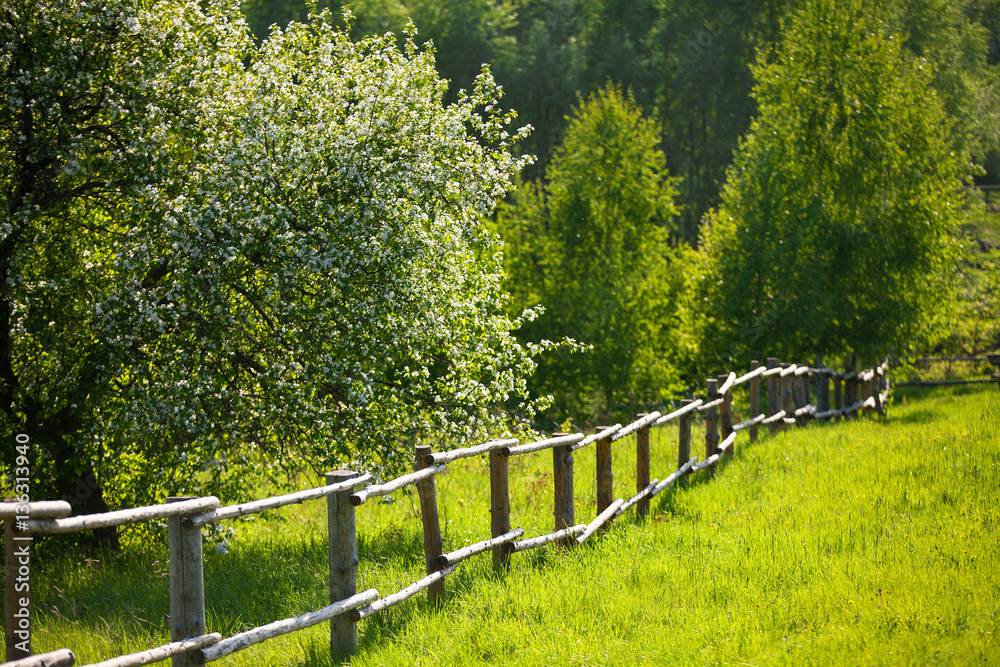 Fototapeta premium Spring Garden. Blooming garden. Flowers. Apple tree. Blossoming apple. Spring. Village