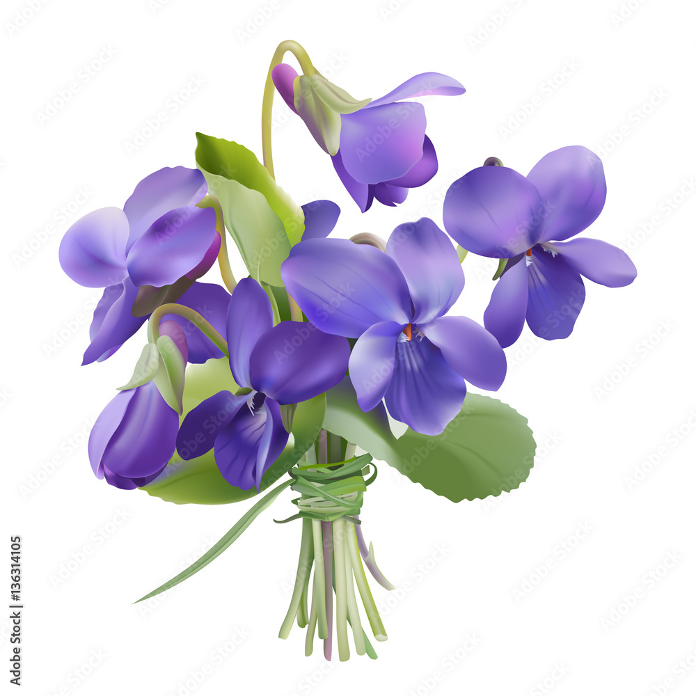 Viola odorata. Sweet violets on transparent background - hand drawn vector illustration in realistic style.  - obrazy, fototapety, plakaty 