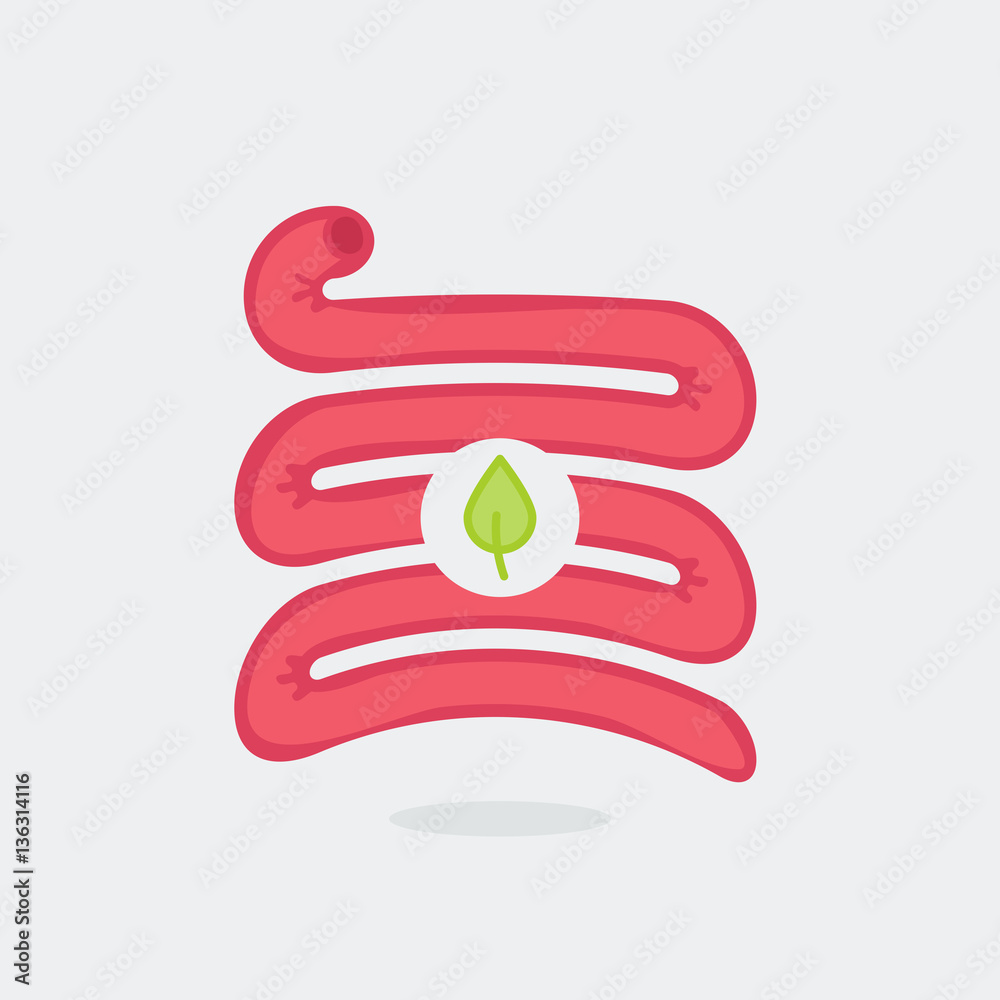 Small intestine vector illustration Small intestine vector illustration