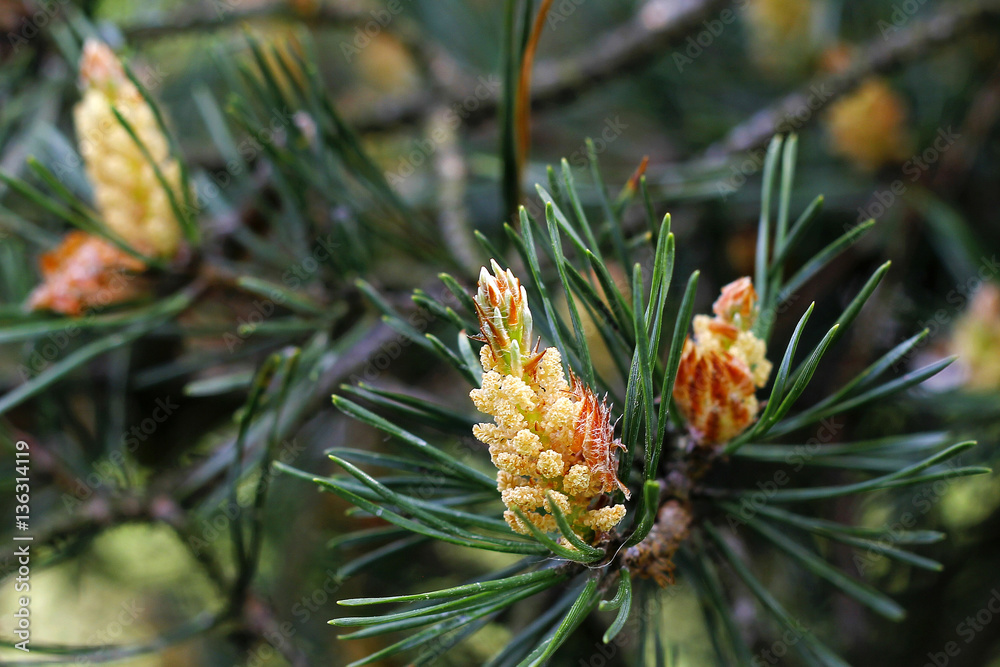 young pine tree in the forest young pine tree in the forest