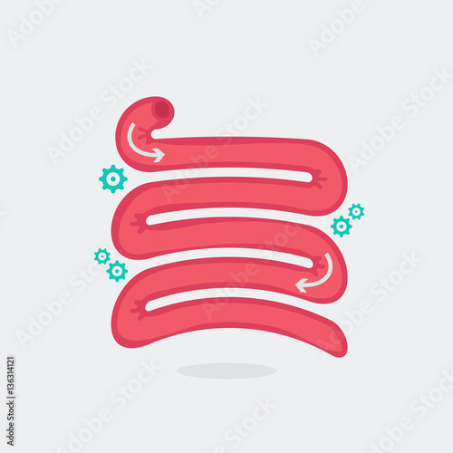 Small intestine vector illustration