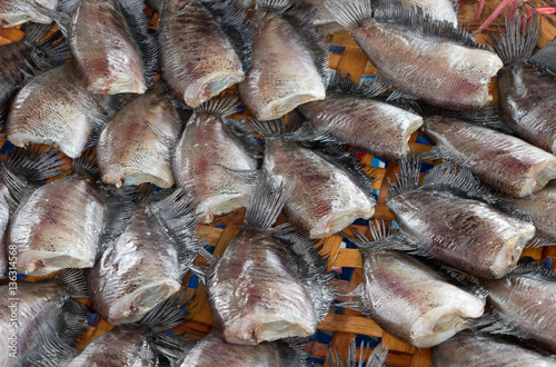 Close up of Snake Skin Gourami Fish, Pla Salit (Trichogaster pec photo