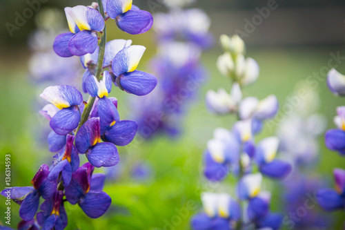 Lupine Flowers