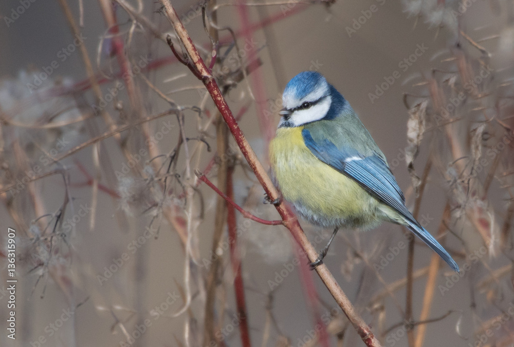 Blaumeise