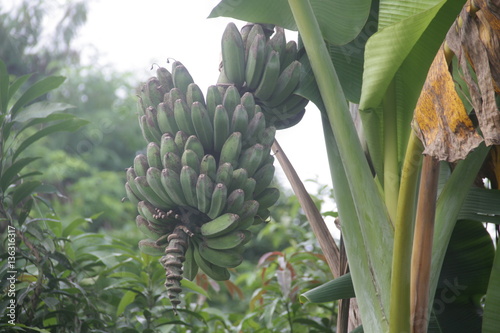 Wallpaper Mural Banana tree with a bunch of growing banana. Torontodigital.ca