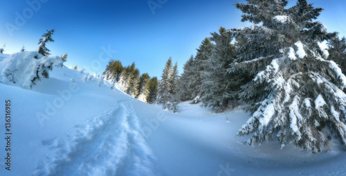 Snowy forest trees