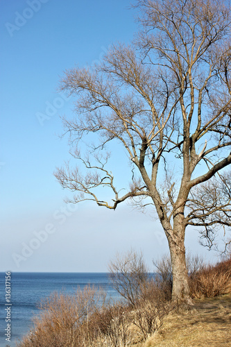 Bare tree on the slope of Zelenogradsk (Cranz) resort in spring time. With view on the Baltic Sea. Kaliningrad region, Russia.