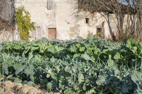 potager devant une ferme abandonnée photo