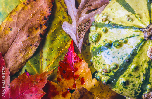 Autumn still life photo