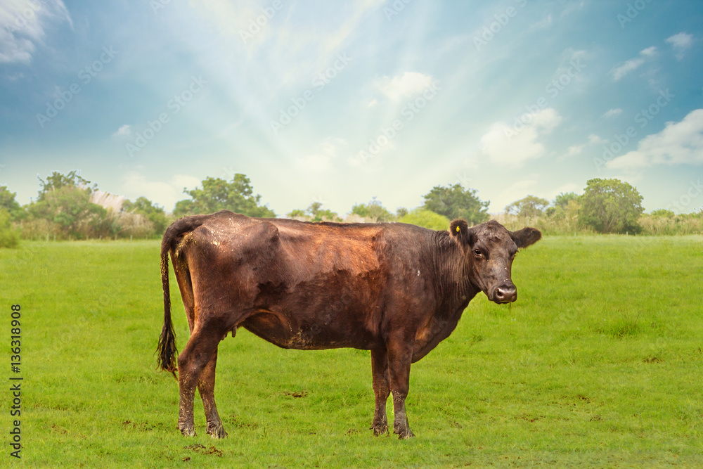 Cow in a field in the province of Buenos Aires, Argentina
