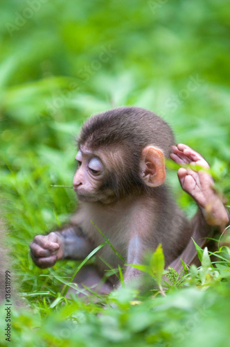 高崎山の子猿たち