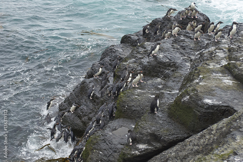 Rockhopper Penguins  Eudyptes chrysocome  coming ashore on the rocky cliffs of Bleaker Island in the Falkland Islands.