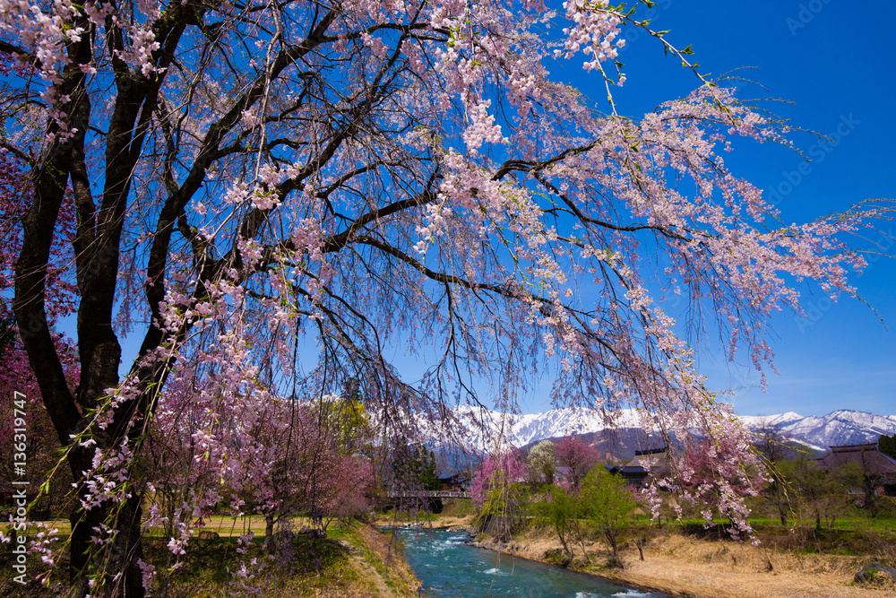 Fototapeta premium 雪山 桜 白馬の春 小川