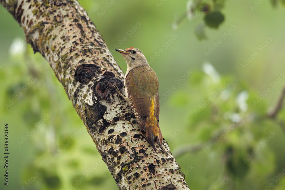 grey-headed woodpecker 