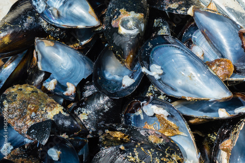 Close up of opened fresh mussel shells