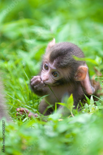 高崎山の子猿たち